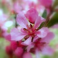 Dwarf Russian almond (Prunus tenella)