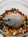 Dwarf Russian. Winter White Hamster eating seeds Royalty Free Stock Photo