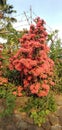 Dwarf Santan flower & x28;red color& x29;