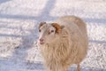 A dwarf sheep at the zoo in Yuzhno-Sakhalinsk, Russia.