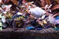 The dwarf Shrimp in freshwater aquarium. hobby pets freshwater home