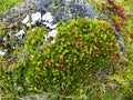 Dwarf shrubs called Disterigma empetrifolium. Ecuador