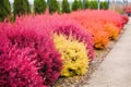 dwarf shrubs resistant to the harsh winter