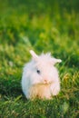 Dwarf Snow-White Mixed Breed Rabbit Bunny Sitting In Green Grass, Copyspace Royalty Free Stock Photo