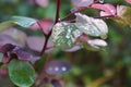 Dwarf Snowbush, Breynia disticha, Euphorbiaceae