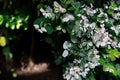 Dwarf Snowbush, Breynia disticha, Euphorbiaceae, pink and white leaves, Pacific Islands