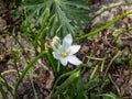 Dwarf star of Bethlehem (Ornithogalum oligophyllum) with erect flowerstalk bearing an open cluster of white flowers