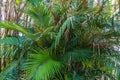 Dwarf sugar palm a.k.a. Formosa palm Arenga engleri, native to Taiwan and Japan`s Ryukyu Islands - Florida, USA