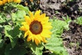 Dwarf sunflower bloom