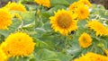 Dwarf Sunflower