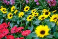 dwarf sunflower flower in garden. blooming gerbera flora