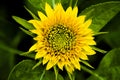 Dwarf sunflower and green leaves