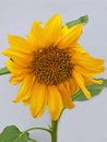 Dwarf Sunflower ( Helianthus annus )
