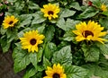 Dwarf sunflowers are miniature counterpartsÂ of the tall garden Royalty Free Stock Photo