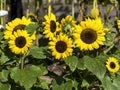 Dwarf sunflowers, variety Bambino, in full bloom Royalty Free Stock Photo