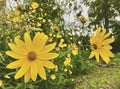 Dwarf sunflowers wild III Royalty Free Stock Photo