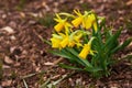 Dwarf Tate-a-tete Daffodils `Narcissus` in bloom. Spring flowers. Royalty Free Stock Photo