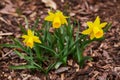 Dwarf Tate-a-tete Daffodils `Narcissus` in bloom. Spring flowers. Royalty Free Stock Photo