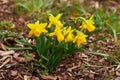 Dwarf Tate-a-tete Daffodils `Narcissus` in bloom. Spring flowers. Royalty Free Stock Photo