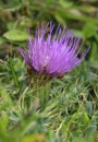 Dwarf Thistle Royalty Free Stock Photo