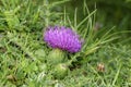 Dwarf Thistle Royalty Free Stock Photo
