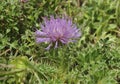 Dwarf Thistle Royalty Free Stock Photo