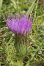 Dwarf Thistle Royalty Free Stock Photo