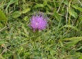 Dwarf Thistle Royalty Free Stock Photo
