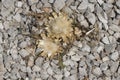 Seeds of a dwarf thistle flower Royalty Free Stock Photo