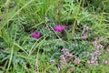 dwarf thistle with purple flowers and spiny leaves growing in grassland Royalty Free Stock Photo