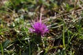 Dwarf thistle (Cirsium acaule) Royalty Free Stock Photo