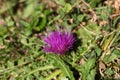 Dwarf thistle (Cirsium acaule) Royalty Free Stock Photo