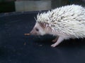Dwarf top porcupine is naughty