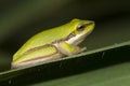 Dwarf Tree Frog Royalty Free Stock Photo