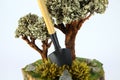 Dwarf tree with a shovel, close-up. Royalty Free Stock Photo