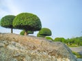 Dwarf trees and stones background