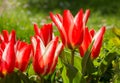 Dwarf tulips in the garden