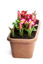 Dwarf tulips and primrose in rectangular pot isolated on white