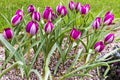 Dwarf tulips in rockery garden. Royalty Free Stock Photo