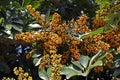 Dwarf umbrella tree fruits, Schefflera arboricola, on garden Royalty Free Stock Photo