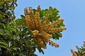 Dwarf umbrella tree fruits, Schefflera arboricola, on garden Royalty Free Stock Photo