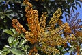 Dwarf umbrella tree fruits, Schefflera arboricola, on garden Royalty Free Stock Photo