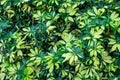 Dwarf umbrella tree Schefflera arboricola, variegated - Pembroke Pines, Florida, USA Royalty Free Stock Photo