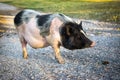 Dwarf Vietnamese pot-bellied black-and-white mini pig stands on a gravel path. Countryside landscape and domestic animals