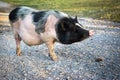 Dwarf Vietnamese pot-bellied black-and-white mini pig stands on a gravel path. Countryside landscape and domestic animals