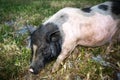 Dwarf Vietnamese pot-bellied black-and-white mini pig stands on a gravel path. Countryside landscape and domestic animals