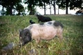 Dwarf Vietnamese pot-bellied black-and-white mini pigs stands on green grass at sunset. Countryside landscape and domestic