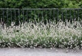 Dwarf white English lavender Royalty Free Stock Photo