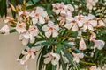 Close up of Dwarf White oleander flowers.