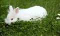 Dwarf white rabbit